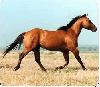 Cavallo