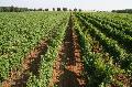 Vigne di negramaro